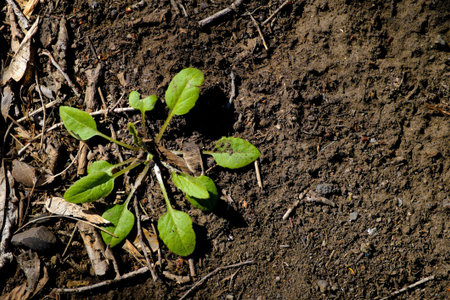 Sprout on the groundの写真素材