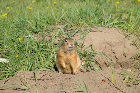 ong-tailed ground squirrel (Spermophilus undulatus)の写真素材