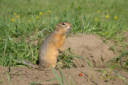 ong-tailed ground squirrel (Spermophilus undulatus)の写真素材
