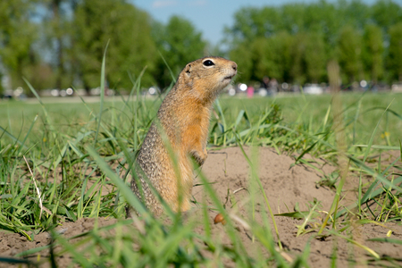 ong-tailed ground squirrel (Spermophilus undulatus)の写真素材