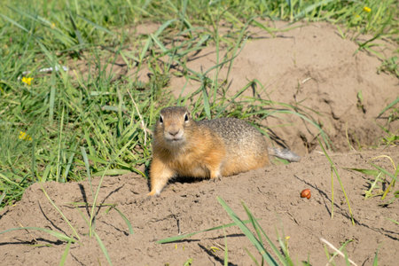 long-tailed ground squirrel