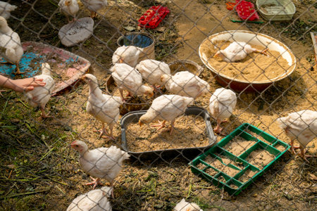 Young chickens in the henhouseの写真素材