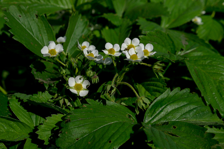 blossomed strawberry flowers bushes and leafsの写真素材