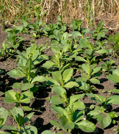 Young bean sprouts on a bed in the gardenの写真素材