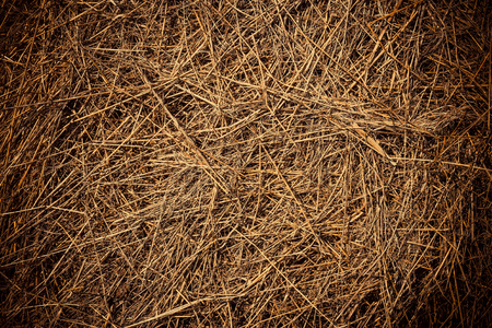 Dry grass dried outdoor and the sun. The texture of the hay. Top viewの写真素材
