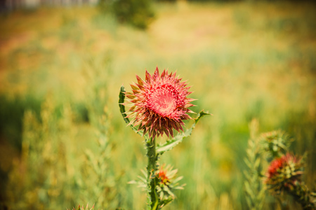 thistle flower on a background of steppe grass in the summerの写真素材