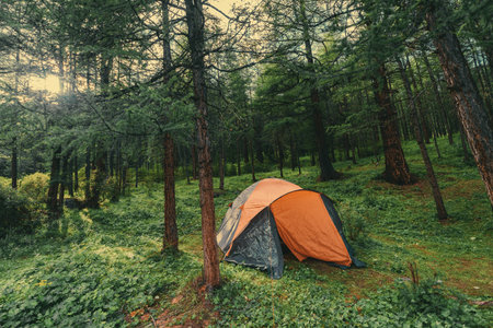 Camping tent in the forest. Camping in the woods.の写真素材