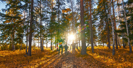 That magical time when nature with leaves transforming of golden color, there's no better way to fully immerse oneself in the season than with a family hike through some of the coの写真素材