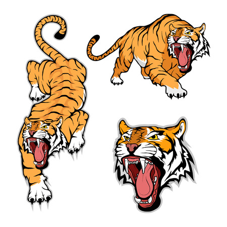 Tiger set, isolated on white background, color illustration, suitable as logo or team mascotのイラスト素材