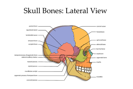 medical skull bone posterのイラスト素材