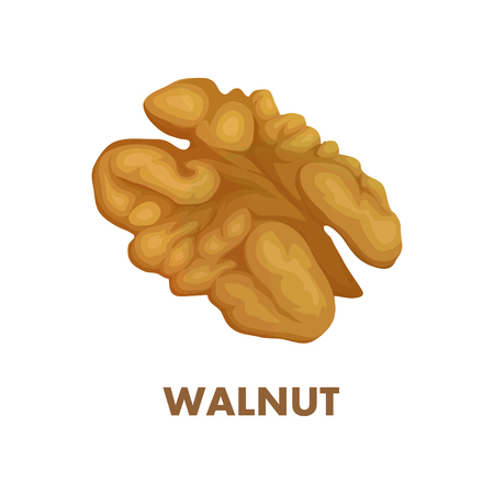 Nut food. Walnut isolated on white background. Healthy nutrition.のイラスト素材