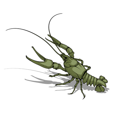 Vector image of crayfish. Isolated on white background.のイラスト素材