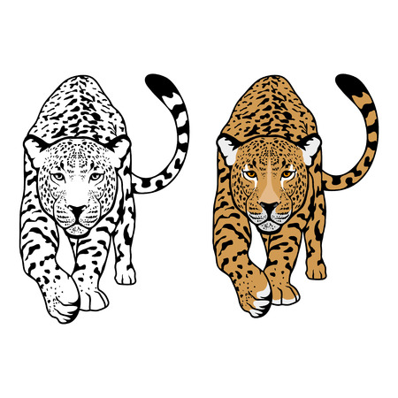 leopard vector illustration isolated on white background.のイラスト素材