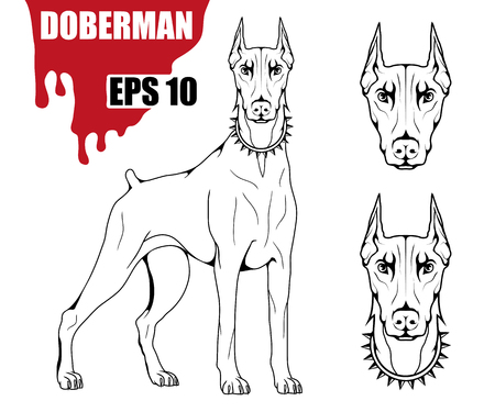 Doberman dog icon. Dog collection Vector illustration.のイラスト素材