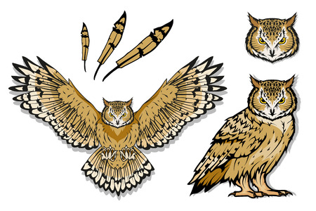 Owl logo. Wild birds drawing. Head of an owl. Vector graphics to designのイラスト素材