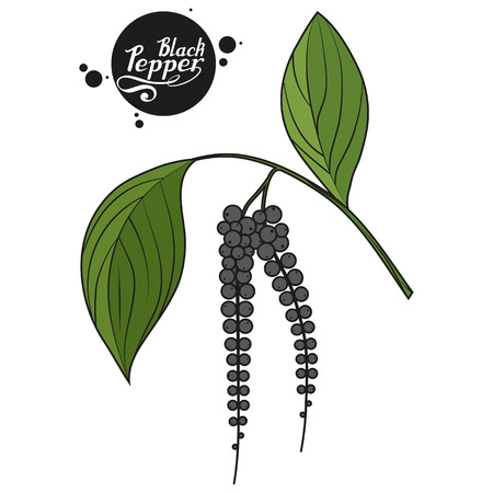hand drawn black pepper vector illustrationのイラスト素材