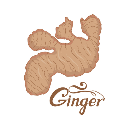 hand drawn ginger root, spicy ingredient, ginger logo, healthy organic food, spice ginger isolated on white background, culinary herbs, label, food, natural healthy food, vector graphic to design.のイラスト素材