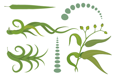 hand drawn eucalyptus flower, eucalyptus leaves, green leaves, medical plant, eucalyptus tree for logotype, flyer, posters, card, label, badge, banner, design with medical plant, useful plantのイラスト素材