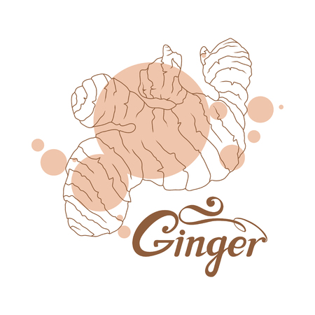 hand drawn ginger root, spicy ingredient, ginger logo, healthy organic food, spice ginger isolated on white background, culinary herbs, label, food, natural healthy food, vector graphic to design.のイラスト素材