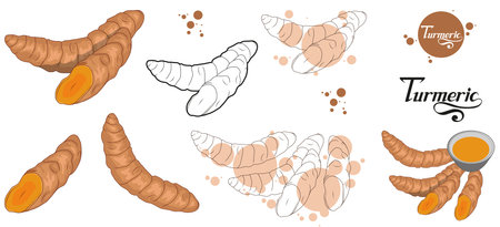 Hand drawn turmeric root, spicy ingredient, turmeric logo, healthy organic foodのイラスト素材