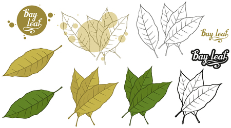 hand drawn bay leaf, spicy ingredient, bay leaf logo, healthy organic food, spice bay leaf isolated on white background, culinary herbs, label, food, natural healthy food, vector graphic to designのイラスト素材