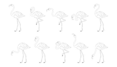 Set of pink flamingos. Cute flamingos colored collection. Flamingo animal exotic, nature wild fauna. Exotic tropical bird. Zoo animal. Exotic flamingo bird in different poses. Vector graphicsのイラスト素材