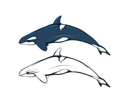 Killer whale. An orca (or killer) whale. Marine mammal. Cetaceans. Toothed whale. Dolphin family. The largest among the cetaceans is a real predator chasing warm-blooded animals.のイラスト素材