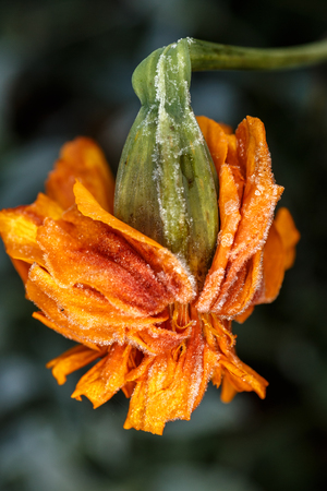 Flower marigold in frostの写真素材
