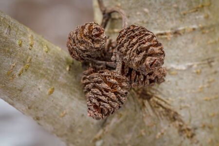 Alder cones on a branchの写真素材