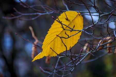 Last yellow leafの写真素材