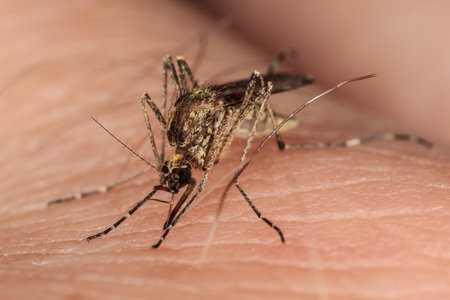 mosquito sucks blood