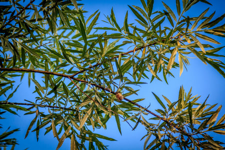 The branches of the weeping willow
