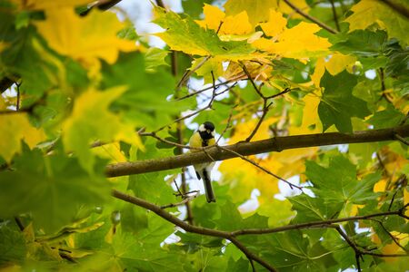 Yellow-green maple leaves in autumnの写真素材