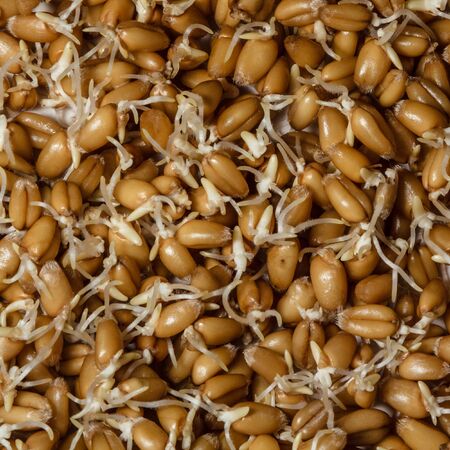 The seeds sprouted wheatの写真素材