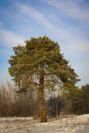 Branchy pine in the woodsの写真素材