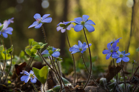 Blue flowers in the forest glade