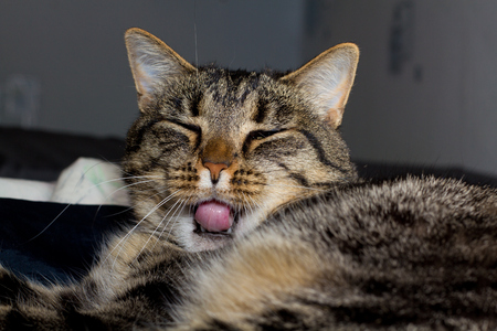 Domestic cat yawnsの写真素材