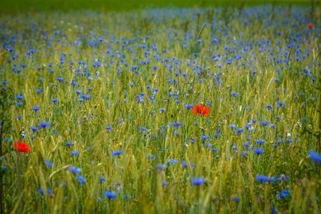 Poppies on field Cornflowerの写真素材