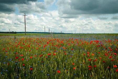 poppy fieldの写真素材