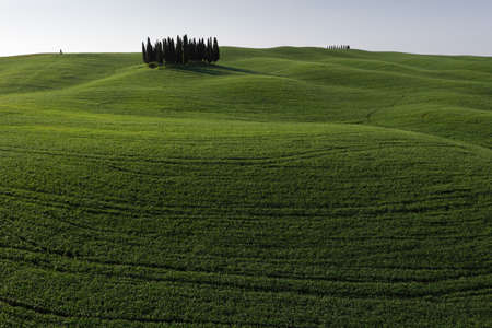Cypress - Tuscanyの写真素材