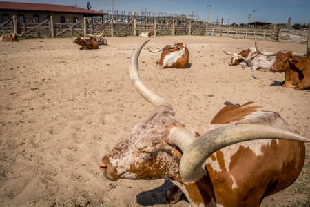 Longhorn cowsの写真素材