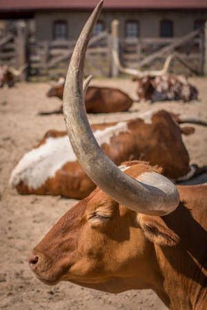 longhorn cowの写真素材