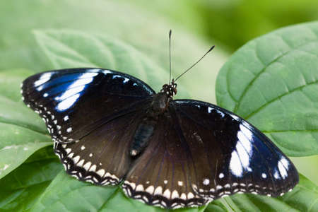 Hipolimnas bolina butterflyの写真素材