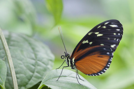Heliconius hecale butterfly on the leaf