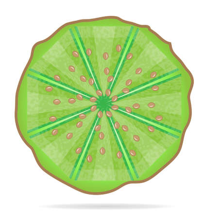 Isolated icon of slice of kiwi on white background with shadowのイラスト素材