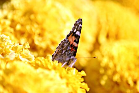 Butterfly on a flower during wintersの写真素材