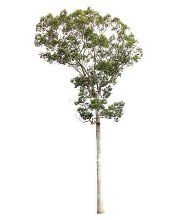 Tree isolated on white backgroundの写真素材
