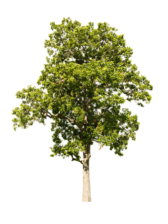 Tree isolated on white backgroundの写真素材