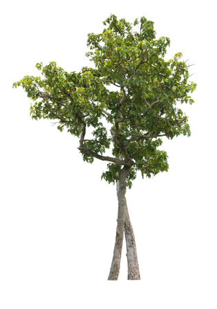 Tree isolated on white backgroundの写真素材