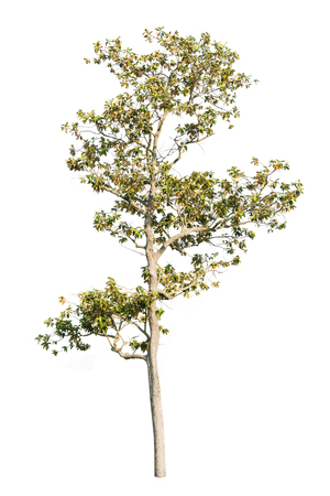 Tree isolated on white backgroundの写真素材